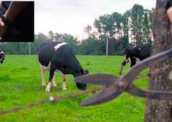 ¿Vuelve el abigeato al Istmo? Detienen a tres hombres cuando huían con ganado robado en El Espinal