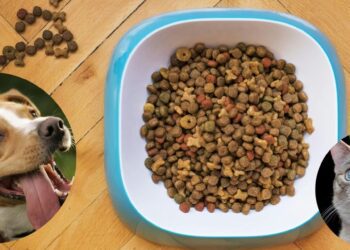 ¿Qué croquetas evitar en 2025? Profeco revela las peores marcas para perros y gatos