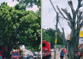 Talan gigantesco laurel en Símbolos Patrios, señalan a Grúas Santa Teresa