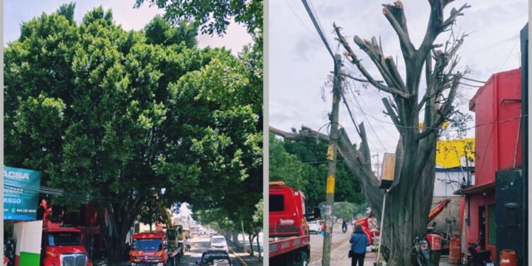 Talan gigantesco laurel en Símbolos Patrios, señalan a Grúas Santa Teresa