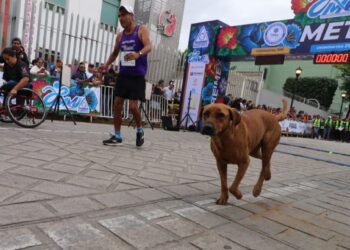 Perro maratonista