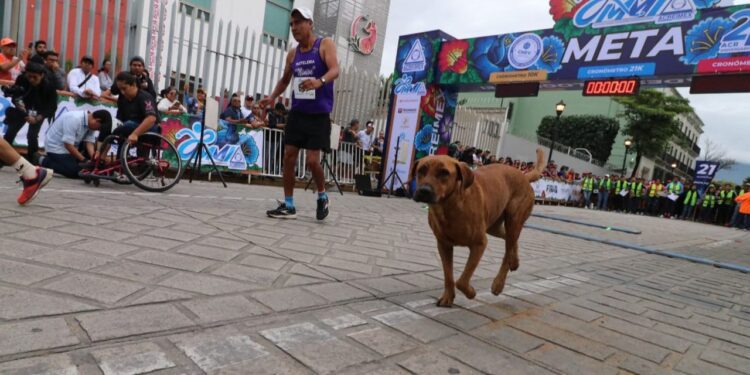 Perro maratonista