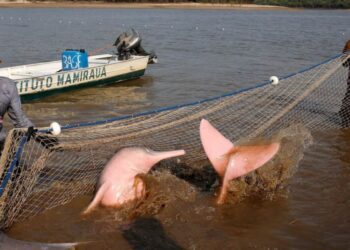 Pócima “milagrosa” amenaza de extinción para el delfín rosado