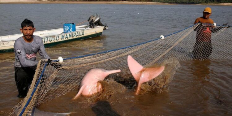 Pócima “milagrosa” amenaza de extinción para el delfín rosado