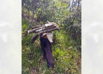 Los ayuntamientos de la región Mazateca no cuentan con policías forestales para por lo menos intimidar a los delincuentes sueltos.