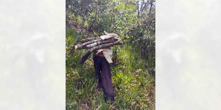 Los ayuntamientos de la región Mazateca no cuentan con policías forestales para por lo menos intimidar a los delincuentes sueltos.