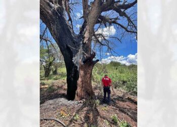 Rayo cae sobre árbol.
