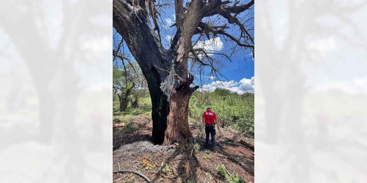 Rayo cae sobre árbol.