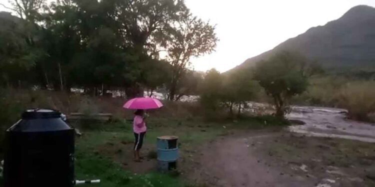 Reportan pérdidas de ganado por crecimiento del Río Mixteco.