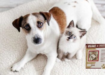 ¿Cómo registrar a tu perro o gato en el RUAC? Tienes hasta el 30 de junio