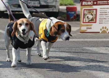 ¿Tienes una mascota en la Ciudad de México? ¡Regístrala en el RUAC para evitar multas!