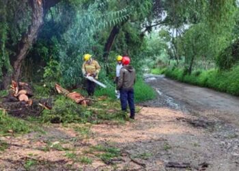 Varios árboles cayeron debido a las lluvias.