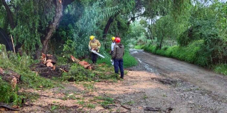 Varios árboles cayeron debido a las lluvias.
