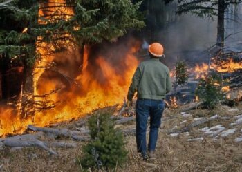 Los incendios fueron responsables del 60 % de las pérdidas de bosques en México.