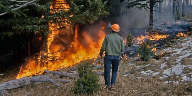Los incendios fueron responsables del 60 % de las pérdidas de bosques en México.
