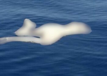 La playa que seduce… y cobra vidas: dos extranjeros mueren en Zicatela