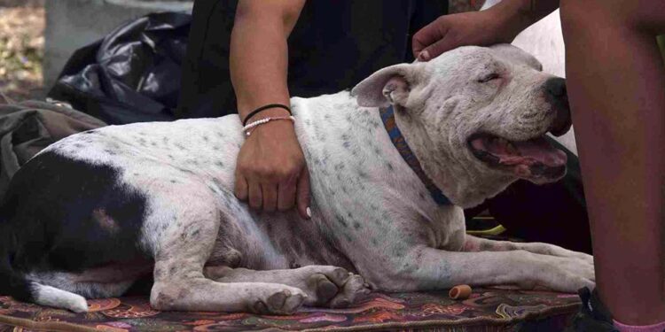 Foto: internet – ilustrativa // Piden vigilar cualquier herida de los animales, curarla y llevarlos al veterinario.