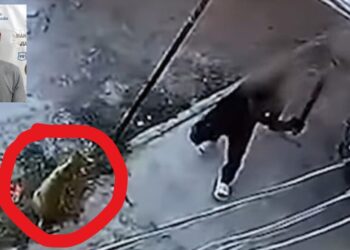 ¡Justicia para “Coqueto”! Detienen al presunto agresor que mató brutalmente a un perro en Tlaquepaque