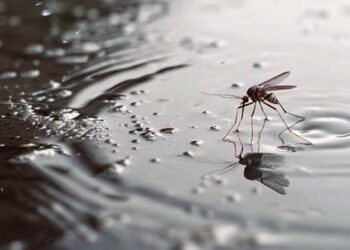 Foto: archivo // El dengue se transmite por la picadura de un mosquito infectado.