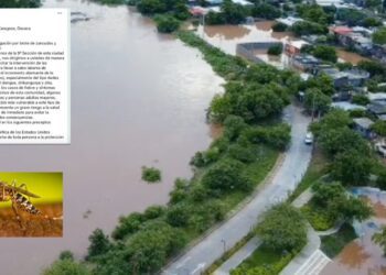 ¿Hasta que haya muertes? Vecinos suplican fumigación ante eminente brote de dengue en Juchitán
