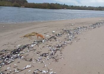 ¿Qué está matando a los peces en Chacahua? La tragedia ambiental que amenaza a pescadores y al turismo