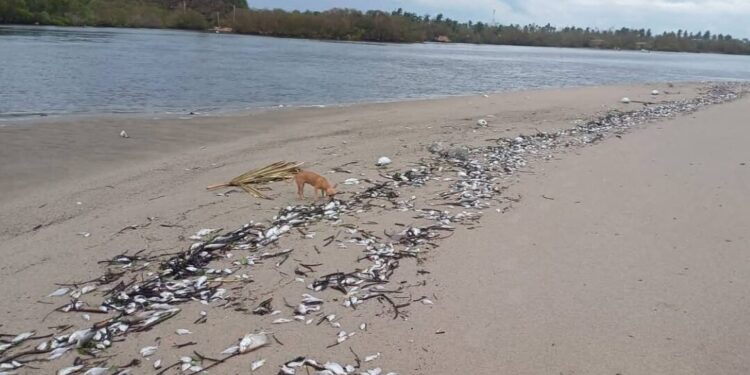 ¿Qué está matando a los peces en Chacahua? La tragedia ambiental que amenaza a pescadores y al turismo