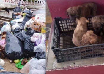 ¡Crueldad a la vista! Abandonan perritos en un basurero de San Pedro Pochutla