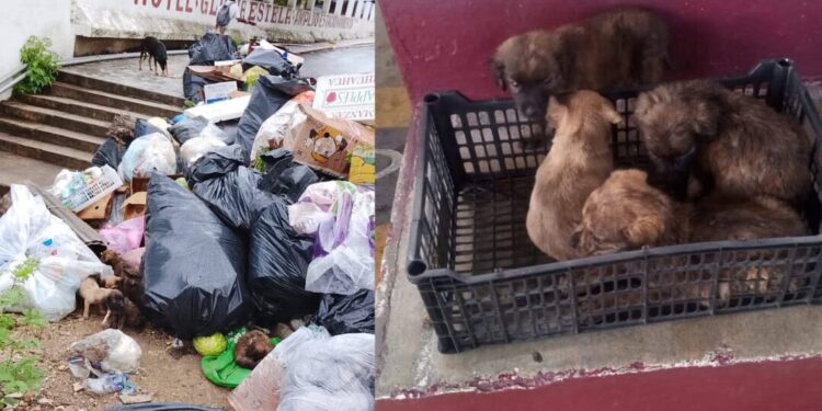 ¡Crueldad a la vista! Abandonan perritos en un basurero de San Pedro Pochutla
