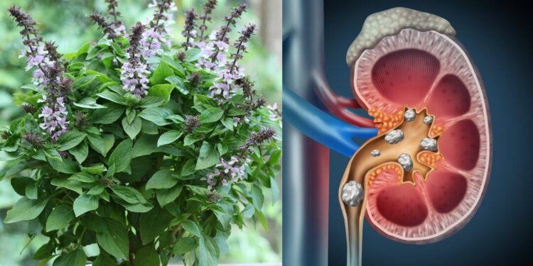 Té de albahaca contra los cálculos renales: entre la tradición y la evidencia