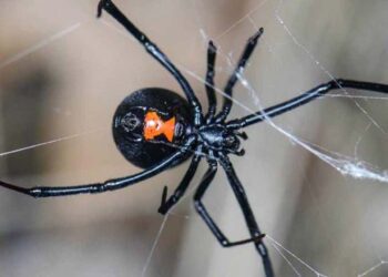 Foto: internet – ilustrativa // De manera general, el país reporta mil 117 atenciones por mordedura de araña viuda negra.