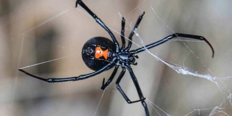 Foto: internet – ilustrativa // De manera general, el país reporta mil 117 atenciones por mordedura de araña viuda negra.