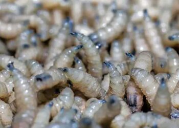 Foto: Agencias // El gusano barrenador tiene presencia en 17 municipios, la mayoría del Istmo de Tehuantepec.