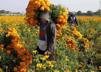 En 2024 el valor global de las cosechas del campo oaxaqueño están tasados en 29 mil 178 mdp.