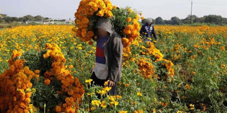 En 2024 el valor global de las cosechas del campo oaxaqueño están tasados en 29 mil 178 mdp.