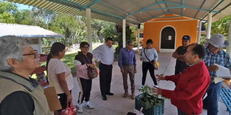 La agricultura orgánica también se caracteriza por usar solo semillas naturales.