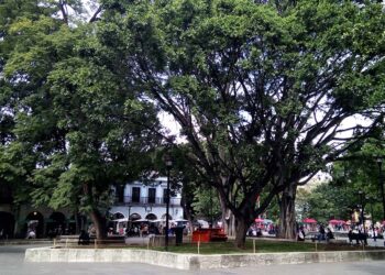 La ciudad de Oaxaca es una de las que ha concentrado gran parte de árboles notables.