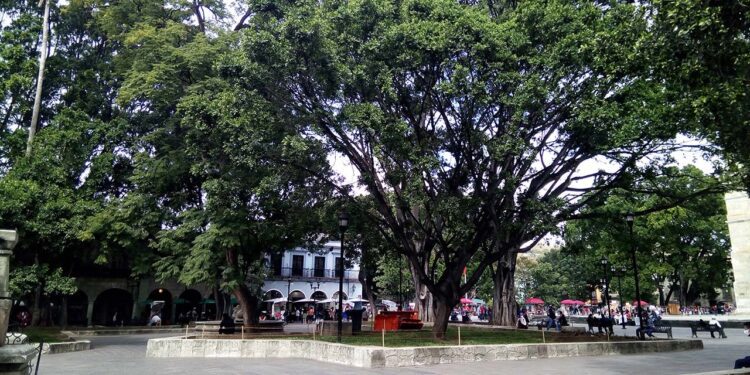 La ciudad de Oaxaca es una de las que ha concentrado gran parte de árboles notables.