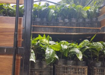 Buscan mejorar la producción y calidad del aromático a favor de su economía y de los consumidores.