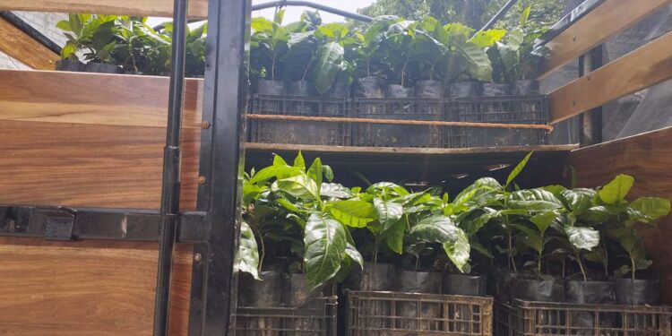 Buscan mejorar la producción y calidad del aromático a favor de su economía y de los consumidores.