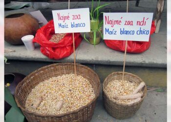 Los mazatecos esperan obtener buena cosecha en el mes de agosto.