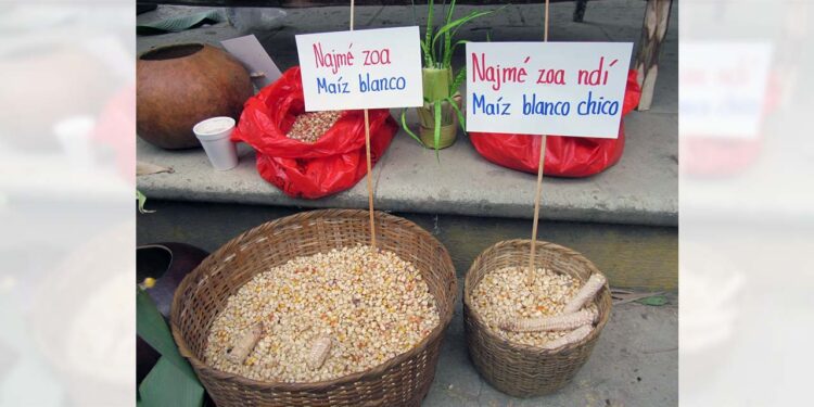 Los mazatecos esperan obtener buena cosecha en el mes de agosto.
