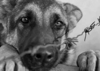 Foto: ilustrativa // De acuerdo con el informe oficial, en el domicilio se encontraron siete perros, todos ellos en buenas condiciones de salud, bien alimentados y con espacio adecuado para su estancia.