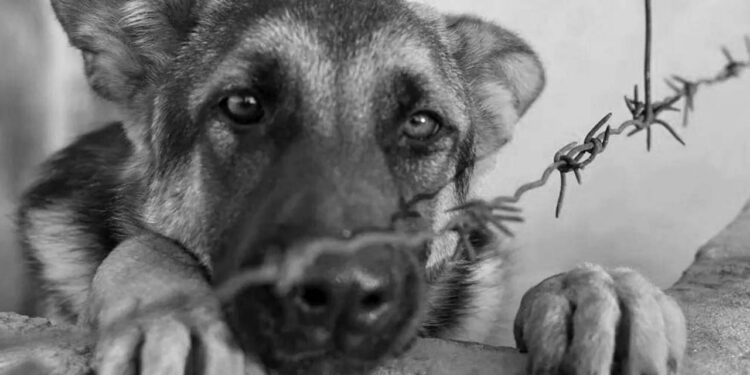 Foto: ilustrativa // De acuerdo con el informe oficial, en el domicilio se encontraron siete perros, todos ellos en buenas condiciones de salud, bien alimentados y con espacio adecuado para su estancia.