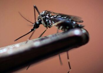 Del Foto: archivo – ilustrativa // El sector salud llamó a la población a reforzar acciones de prevención del mosco transmisor de dengue.