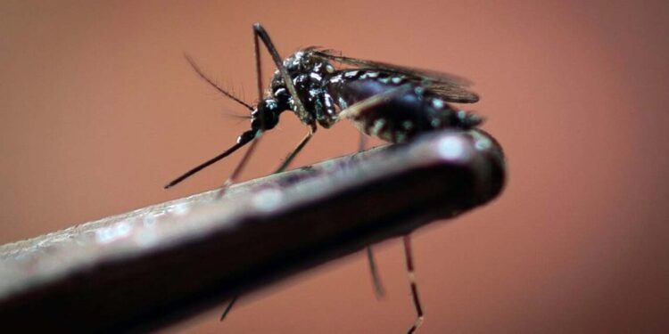 Del Foto: archivo – ilustrativa // El sector salud llamó a la población a reforzar acciones de prevención del mosco transmisor de dengue.