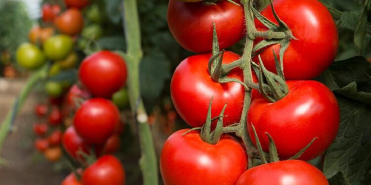 Exportación de jitomate se mantiene activa pese a nuevos aranceles
