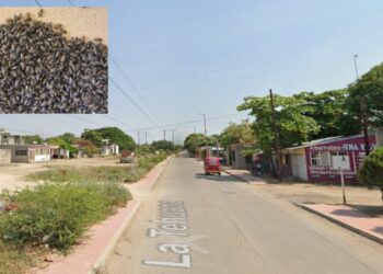 ¡Enjambre de abejas atrapa a abuelita y desata el caos en Juchitán! Vecinos evacuados de emergencia