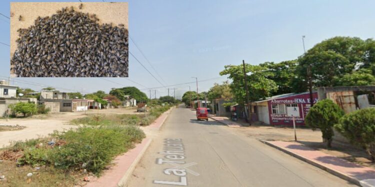 ¡Enjambre de abejas atrapa a abuelita y desata el caos en Juchitán! Vecinos evacuados de emergencia