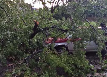 Árbol cae sobre taxi.