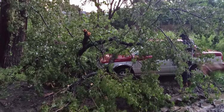 Árbol cae sobre taxi.